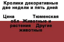 Кролики декоративные две недели и пять дней › Цена ­ 1 500 - Тюменская обл. Животные и растения » Другие животные   